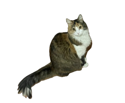 Imagen de gato borde